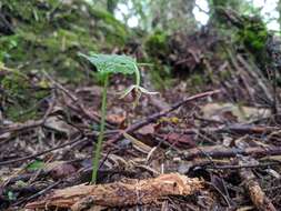 Image of Cypripedium debile Rchb. fil.