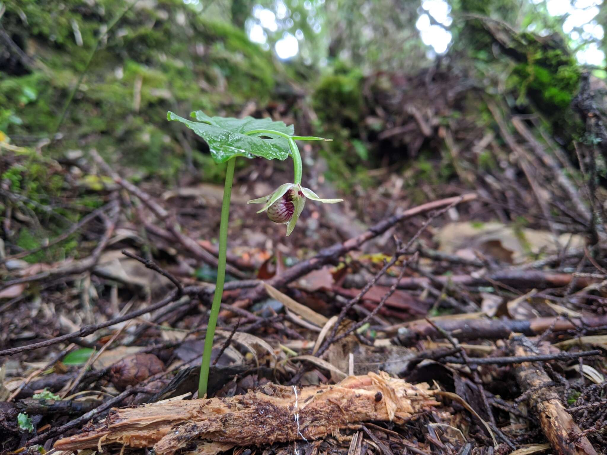 Image of Cypripedium debile Rchb. fil.