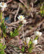 Image of Achyranthemum striatum