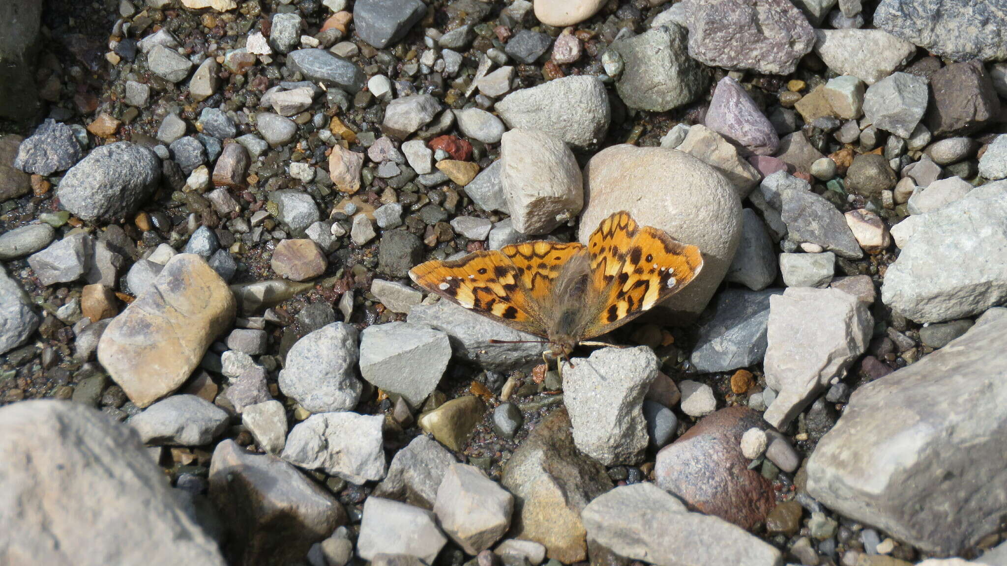 Imagem de Thaleropis ionia Fischer von Waldheim & Eversmann 1851