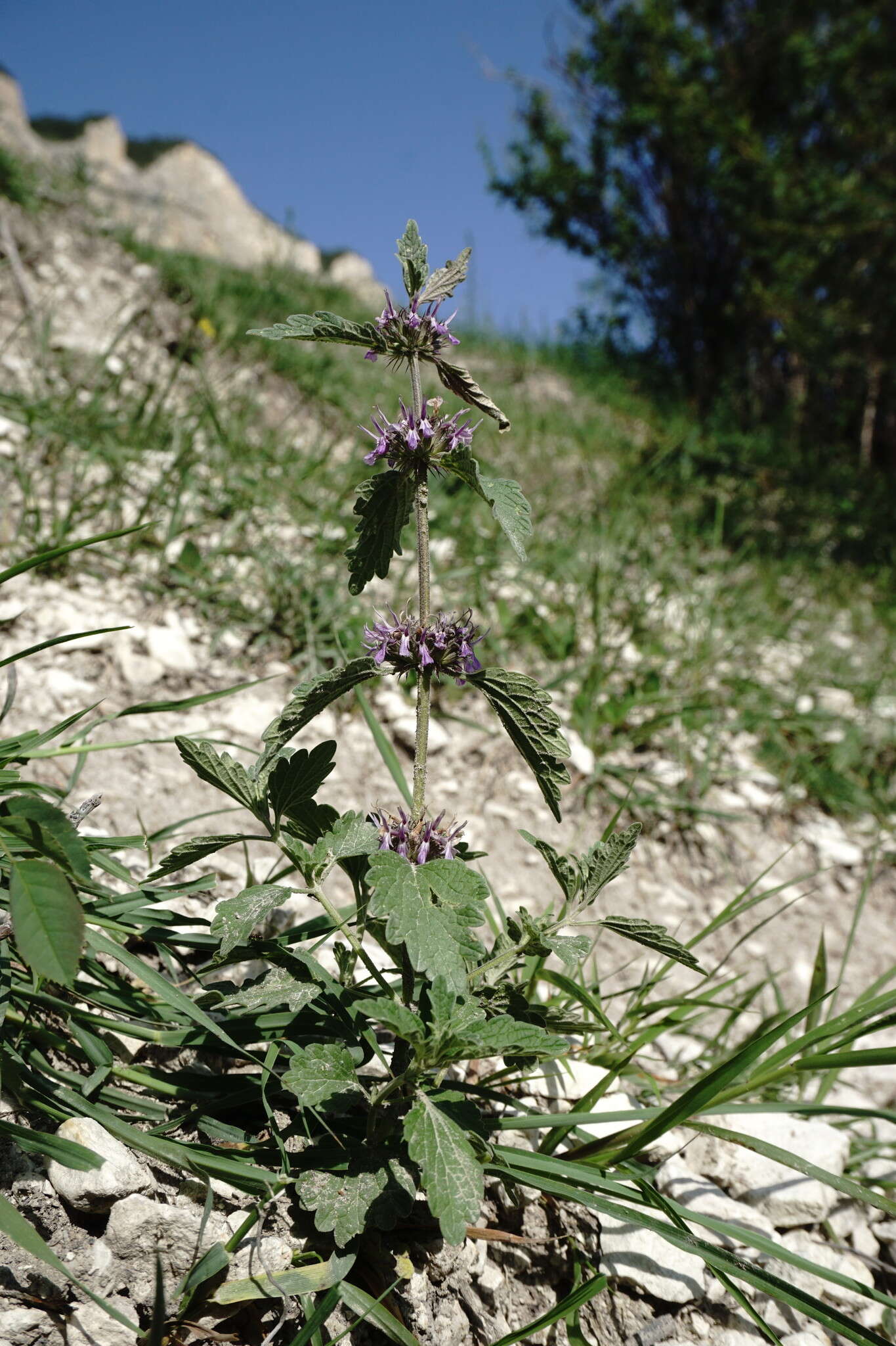 Plancia ëd Marrubium catariifolium Desr.