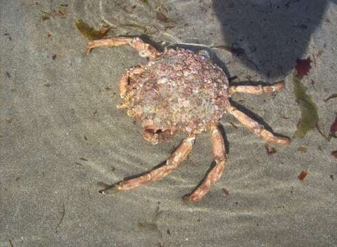 Image of Atlantic spider crab