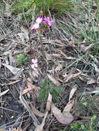 Image of Stylidium lineare Sw. ex Willd.