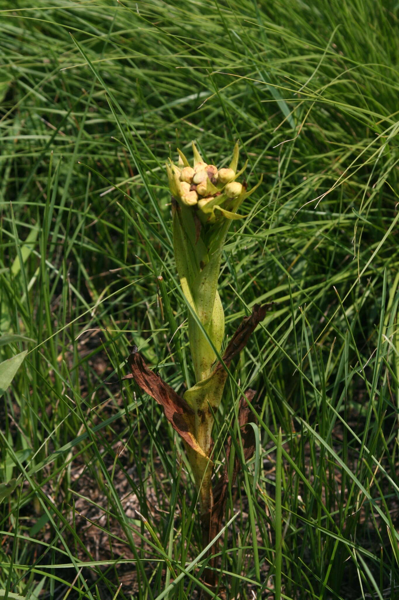 Image of Western prairie fringed orchid