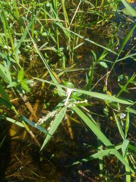 Image of southern cutgrass