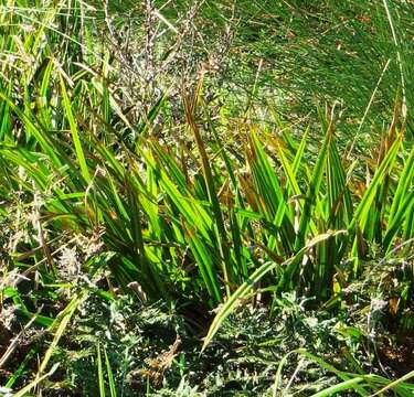 Image of Wachendorfia thyrsiflora Burm.