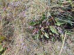 Plancia ëd Limonium narbonense Miller