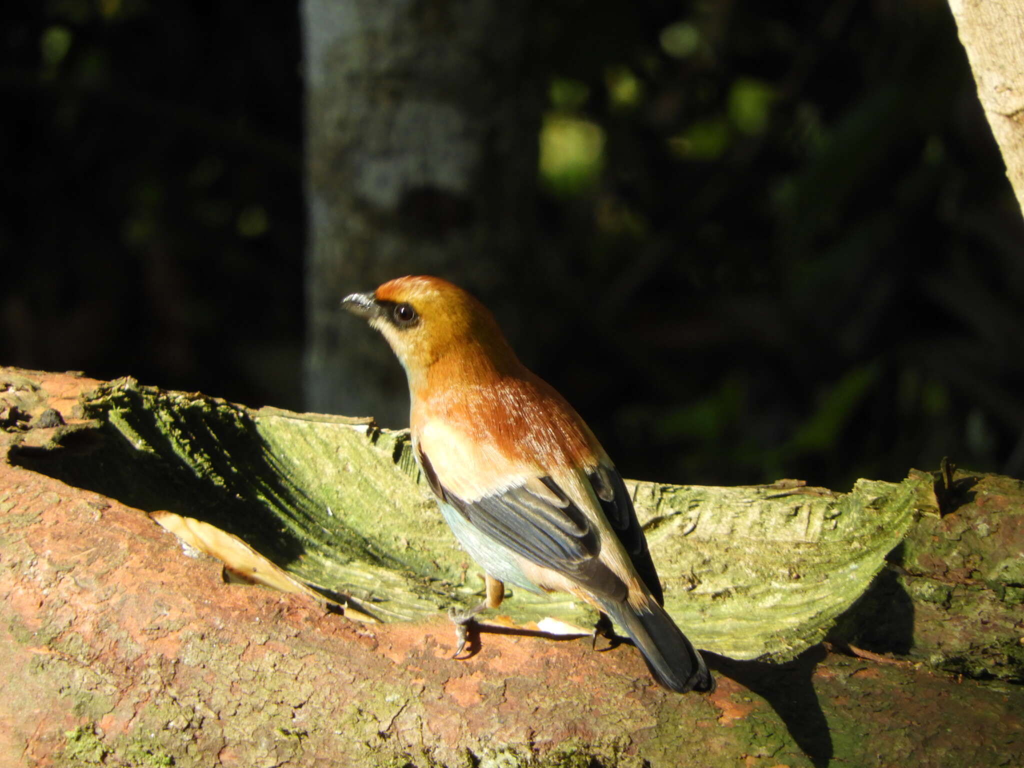 Image of Chestnut-backed Tanager