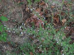 Image of Lesser calamint