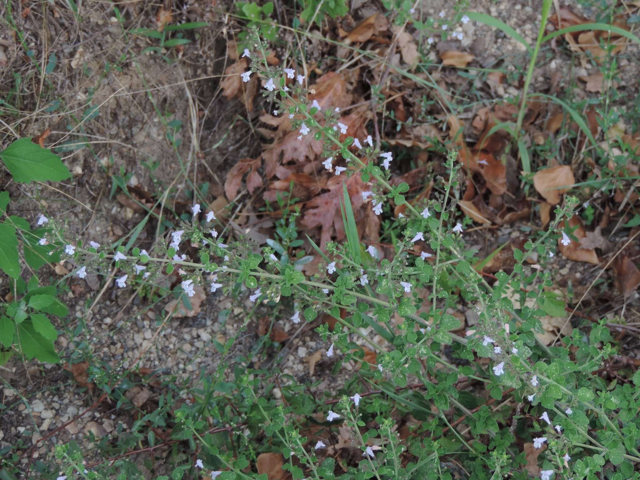 Image of Lesser calamint