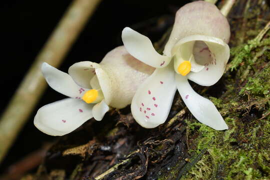 Image de Schlimia jasminodora Planch. & Linden