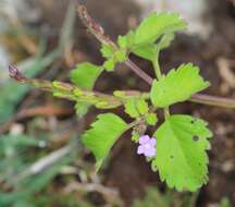 Plancia ëd Bouchea prismatica (L.) Kuntze