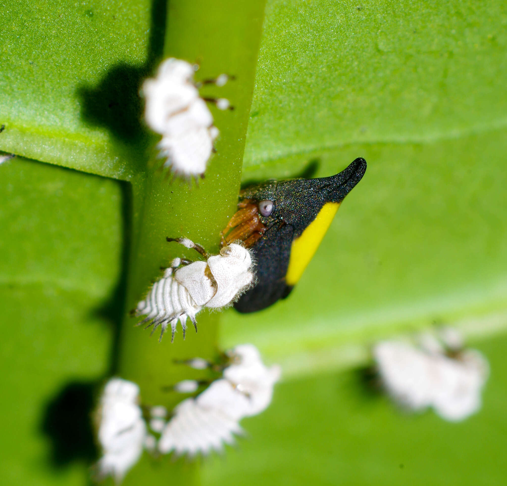 Image of Enchenopa ignidorsum Walker