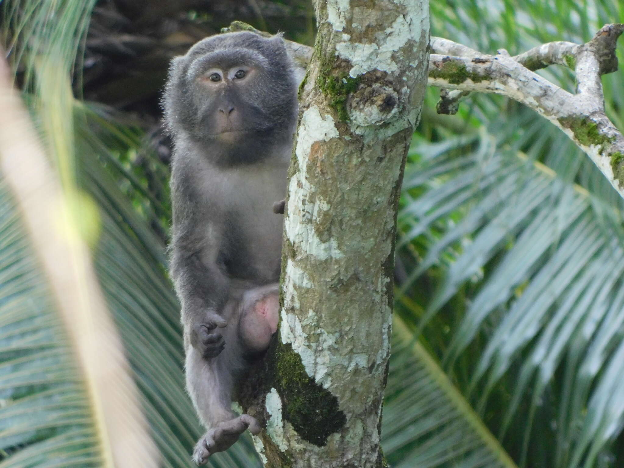 Image of Macaca fascicularis umbrosus (Miller 1902)