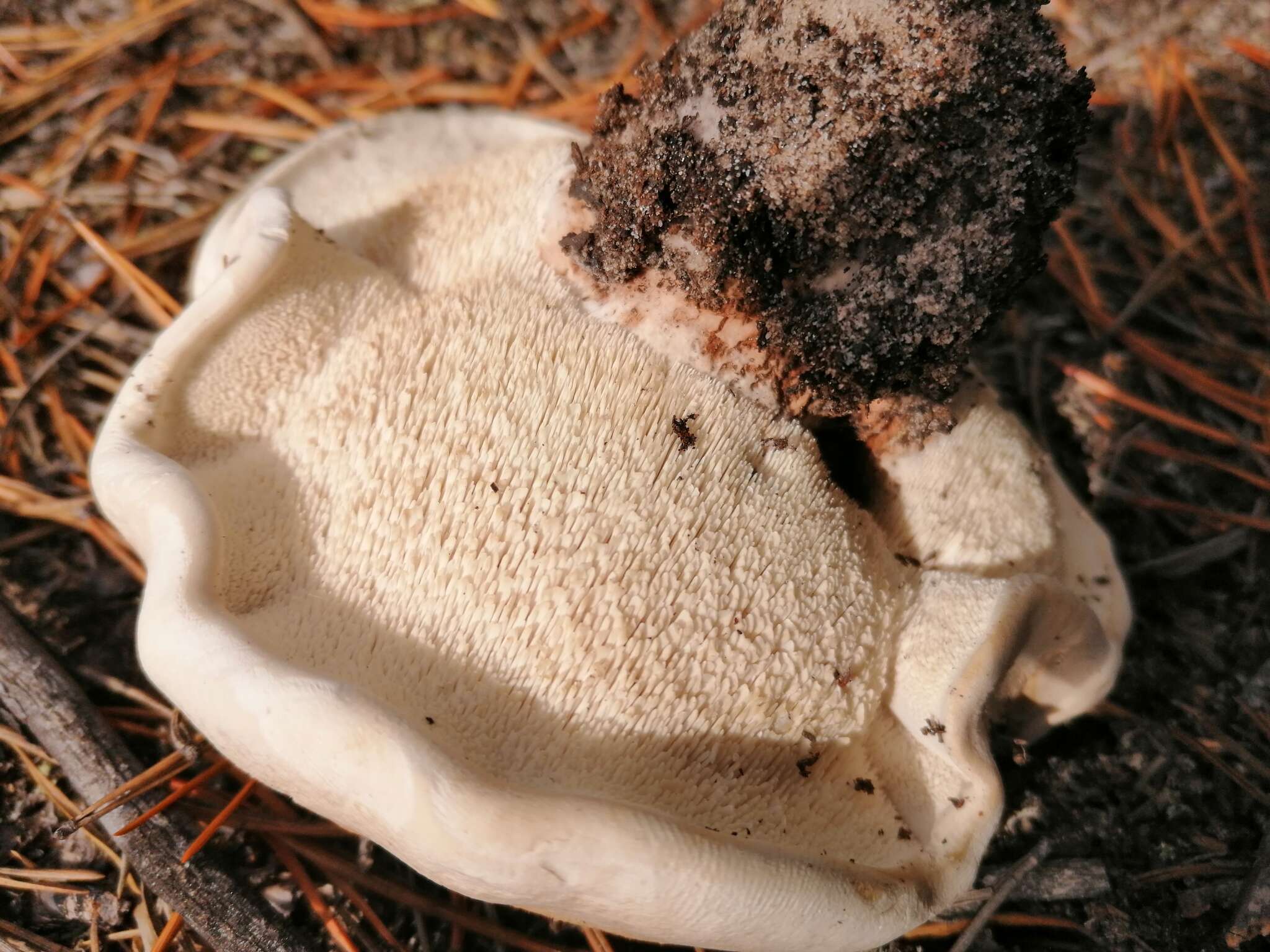 Image of Phellodon fuligineoalbus (J. C. Schmidt) Baird 2013