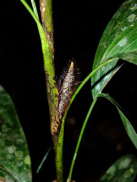 Image of Bactris aubletiana Trail