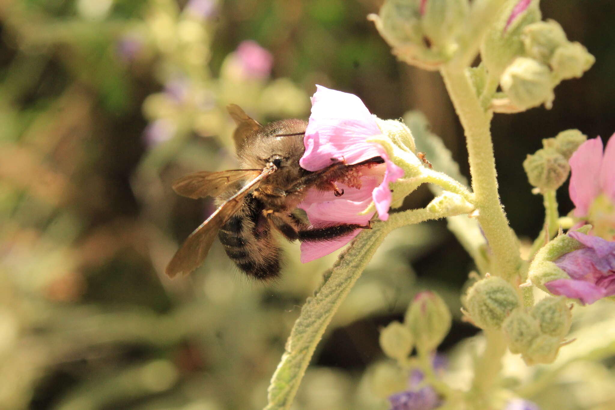 Plancia ëd Xylocopa tabaniformis pallidiventris O'Brien & Hurd 1965