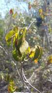 Sivun Croton glabellus subsp. polytrichus (Urb.) B. W. van Ee kuva