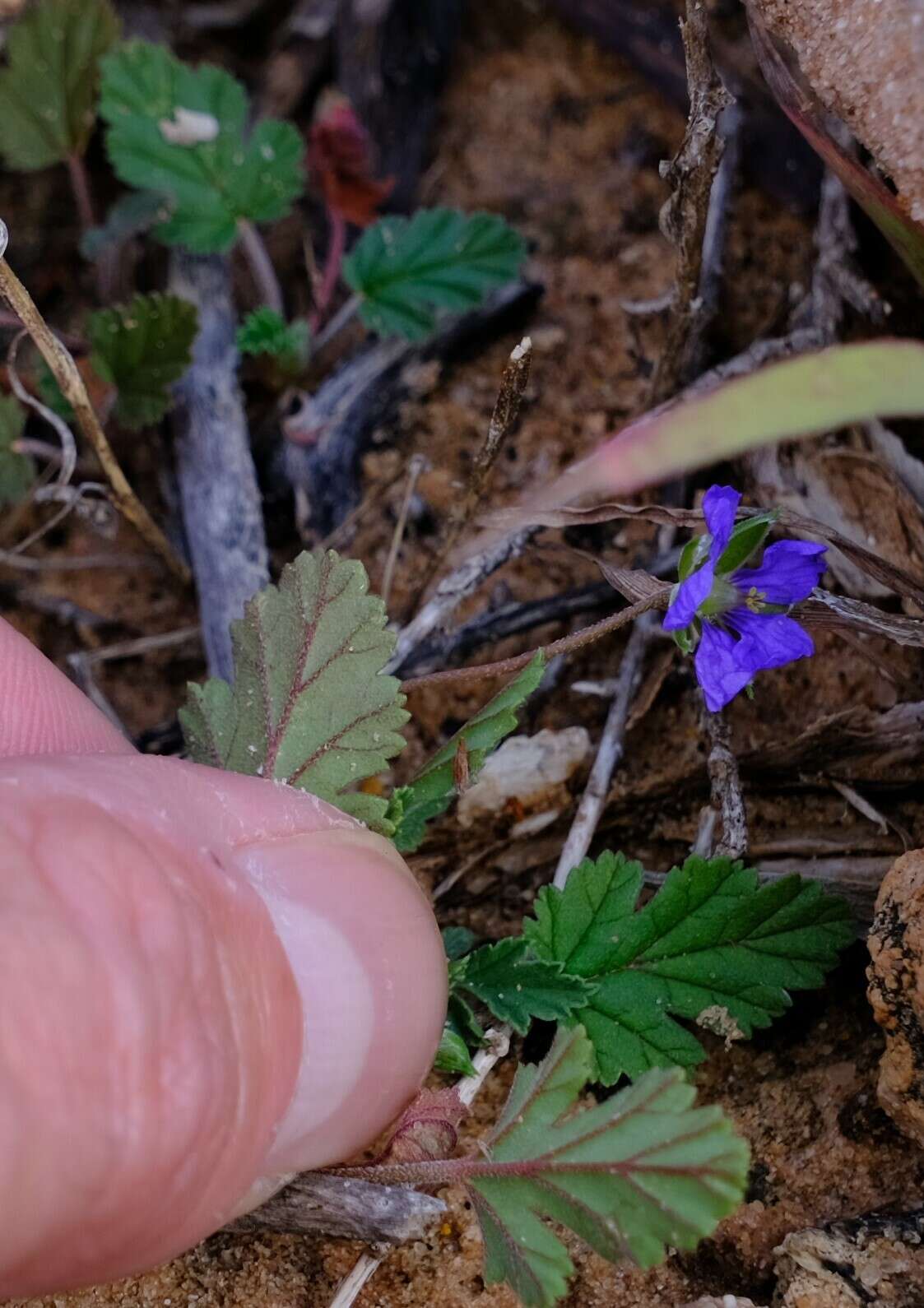 Image of Australian stork's bill