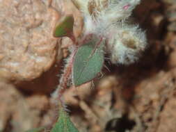 Image of Ptilotus aervoides (F. Müll.) F. Müll.