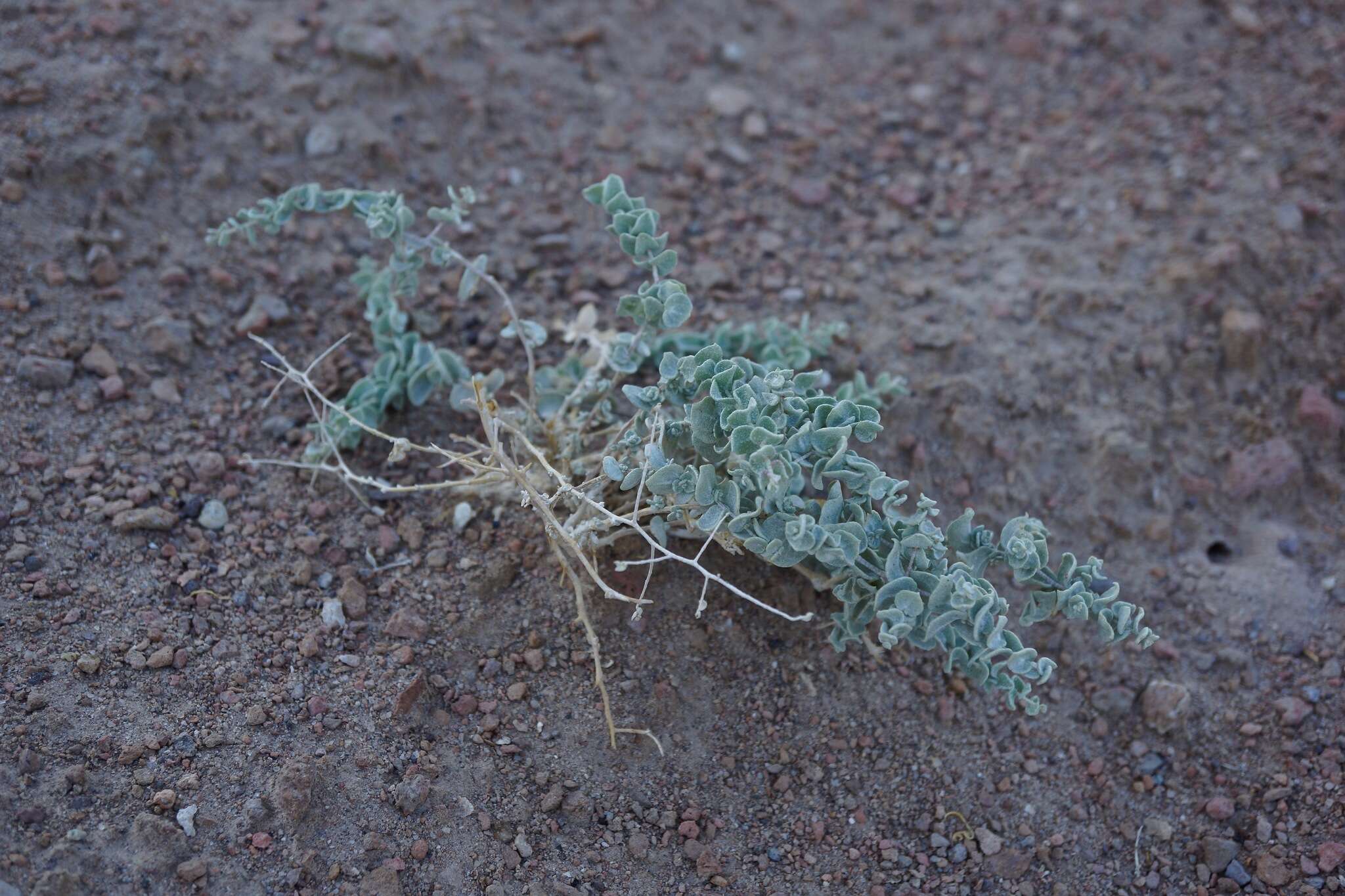 Image of Parry's Saltbush