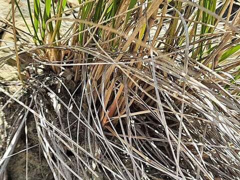 Imagem de Stipa conferta Poir.