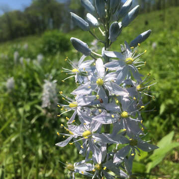 Imagem de Camassia scilloides (Raf.) Cory