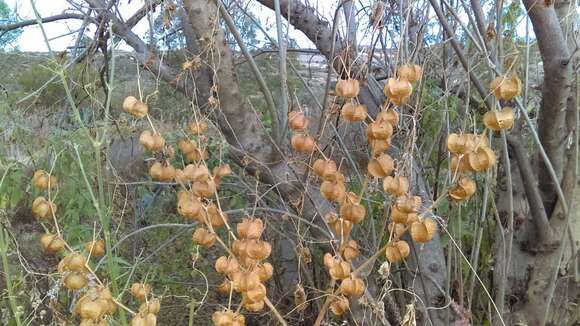 Plancia ëd Physalis nicandroides Schltdl.