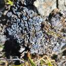 Image of phaeorrhiza lichen