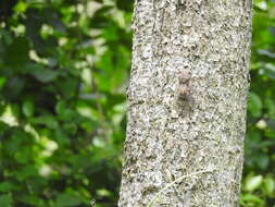 Image of Platypleura octoguttata (Fabricius 1798)