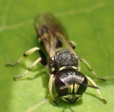 Image of Ectemnius trifasciatus (Say 1824)