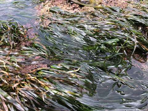 Image of Scouler's surfgrass