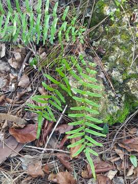 Слика од Pteris bahamensis (Agardh) Fée