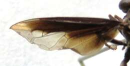 Image of Polybiomyia schwarzi Shannon 1925