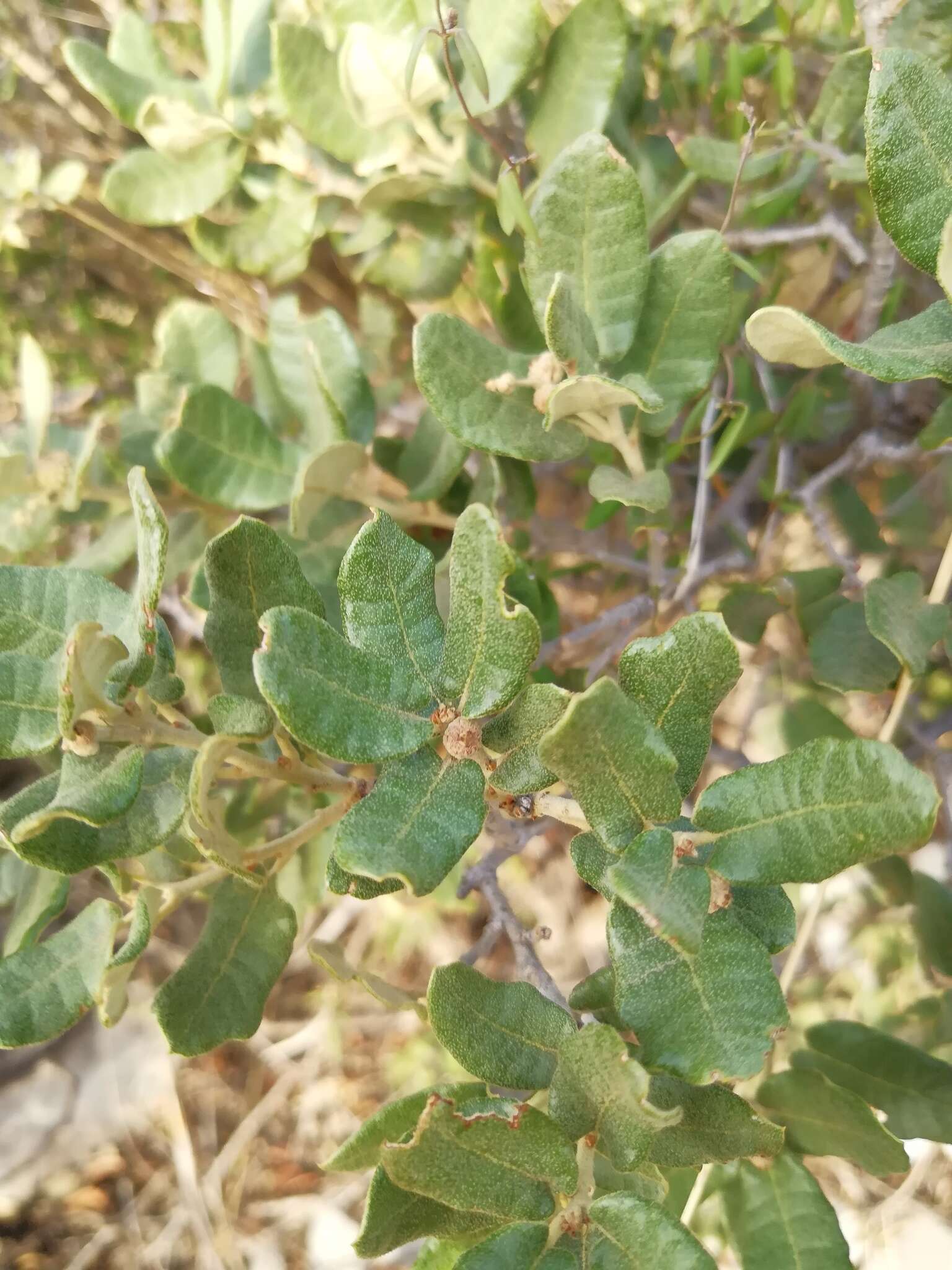 Imagem de Quercus intricata Trel.