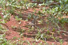 Image of Amazon Lava Lizard