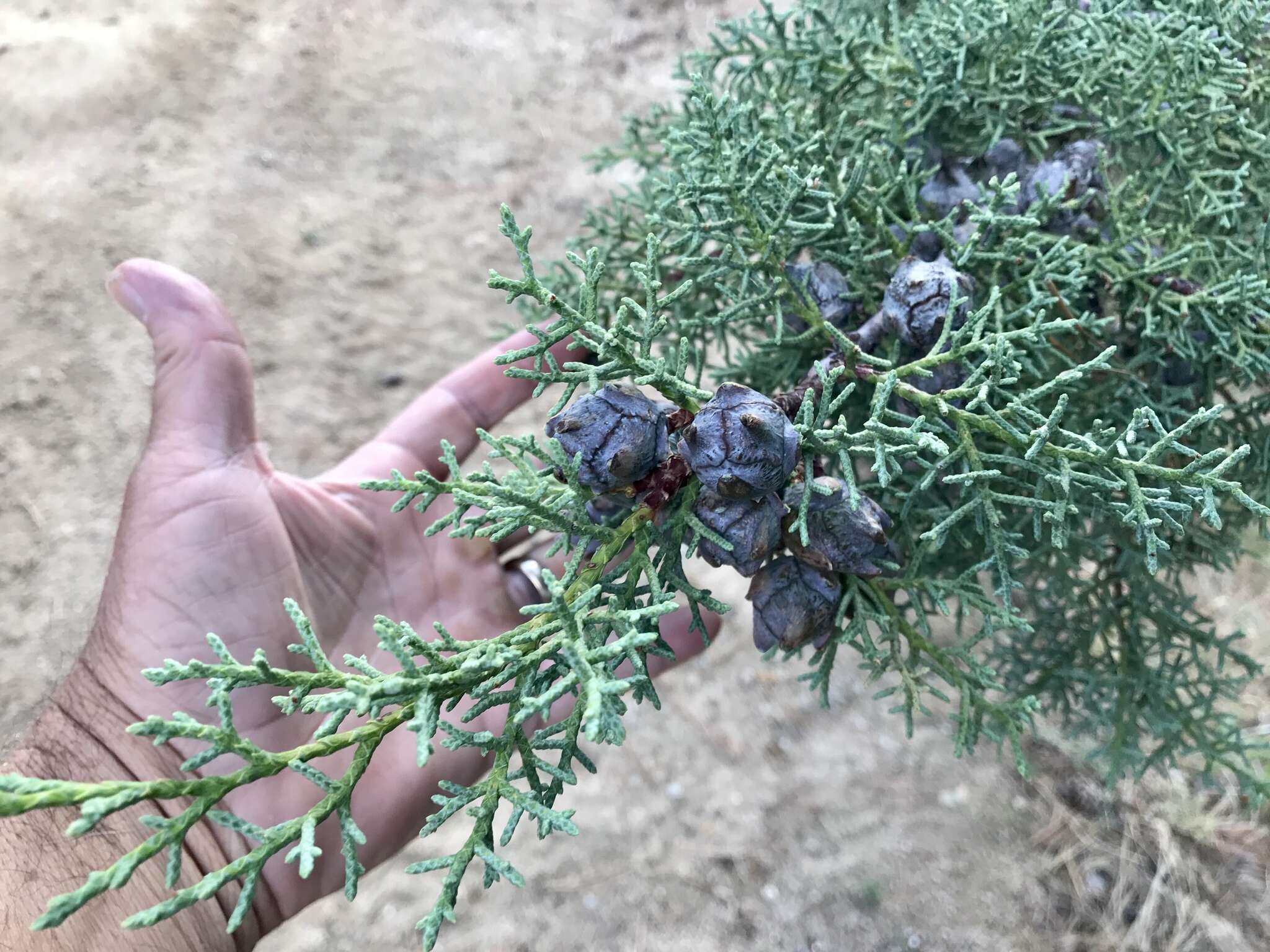 Image of Arizona Cypress