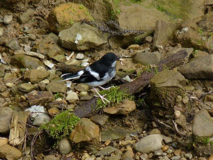 Image of Little Forktail