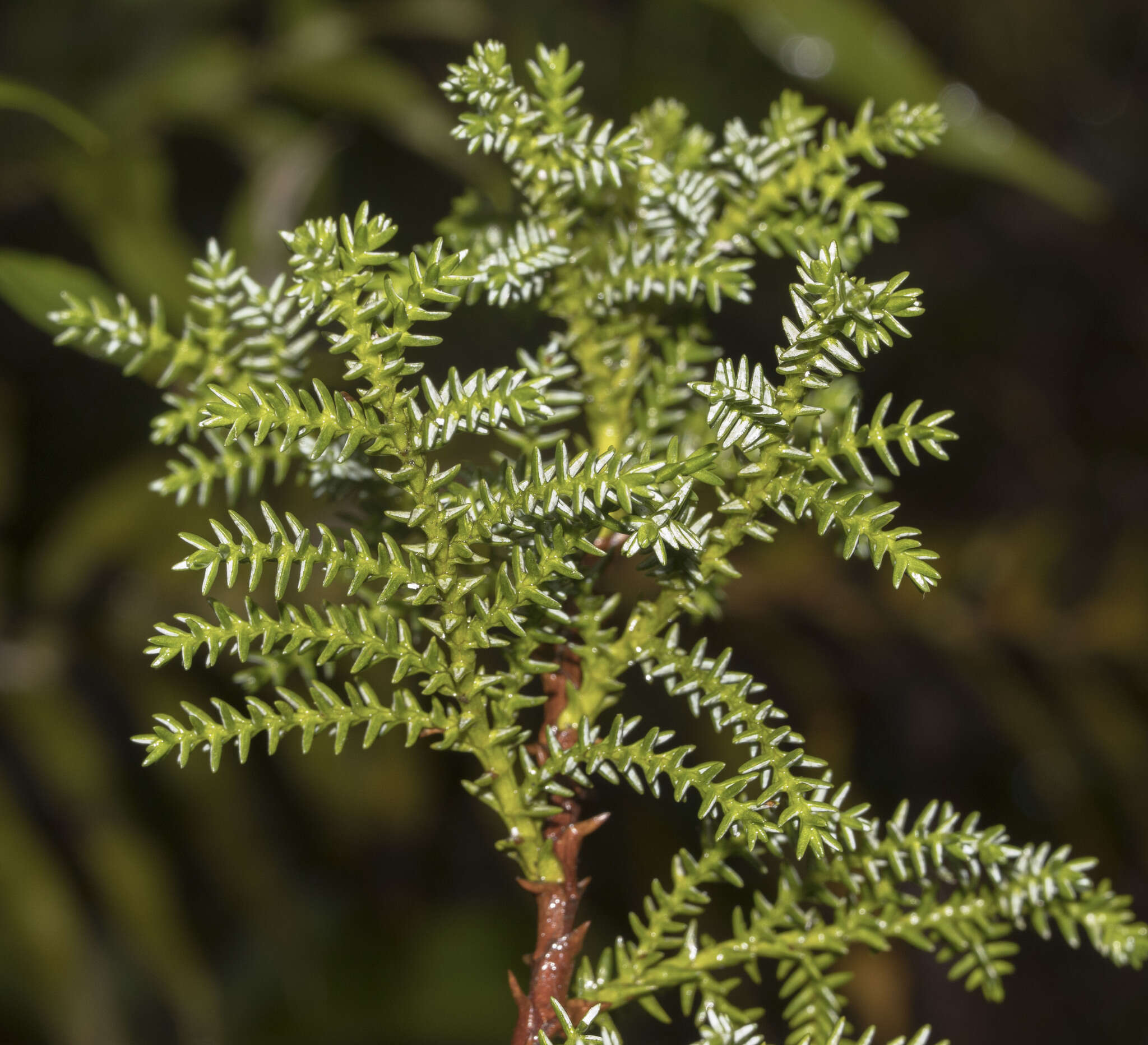 Image of Guaitecas Cypress