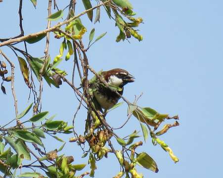 صورة Passer hispaniolensis hispaniolensis (Temminck 1820)