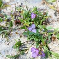 Image of Striped Dewflower