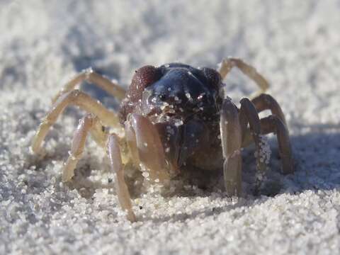 Image of dark blue soldier crab