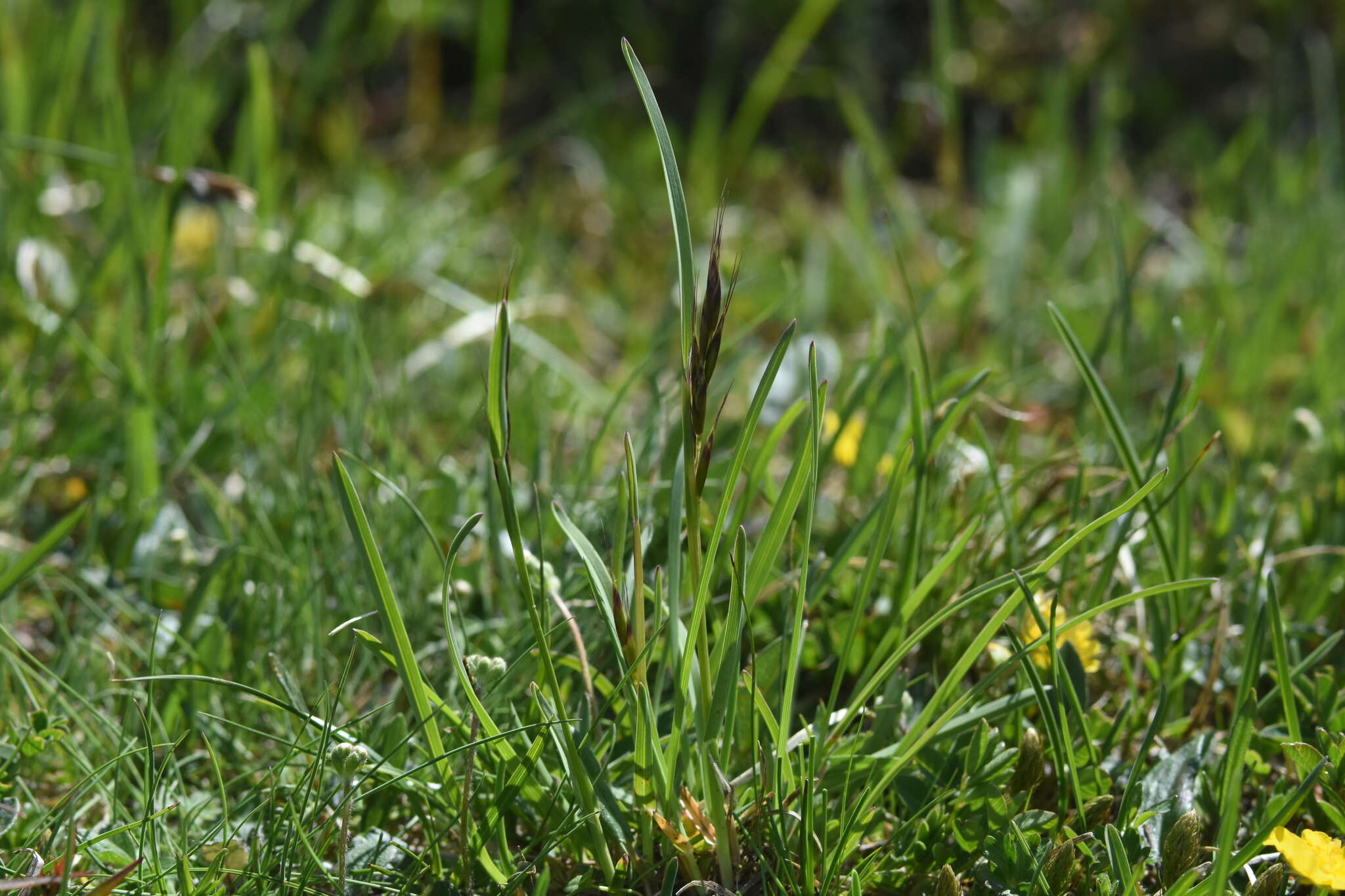 Imagem de Helictochloa pratensis (L.) Romero Zarco