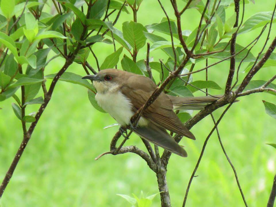 Image of Black-billed Cuckoo