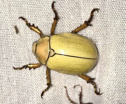 Image of goldsmith beetle