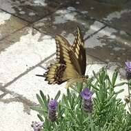 Image of Ornythion Swallowtail