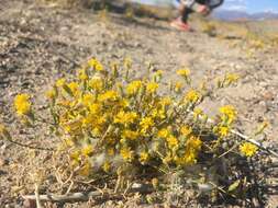 صورة <i>Lessingia <i>glandulifera</i></i> var. glandulifera