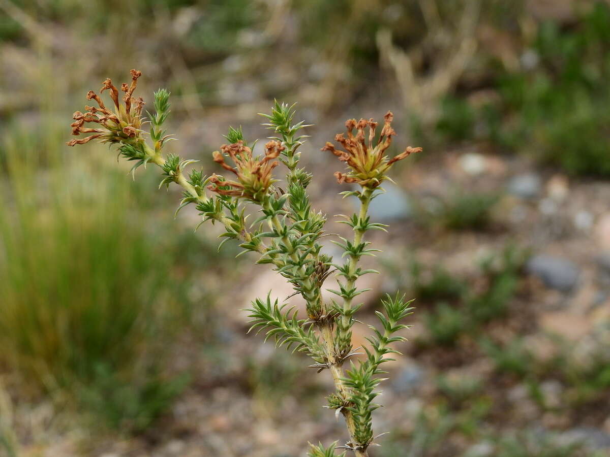 Image of Junellia juniperina (Lag.) Moldenke