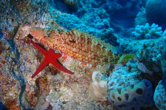 Image of Mental Wrasse