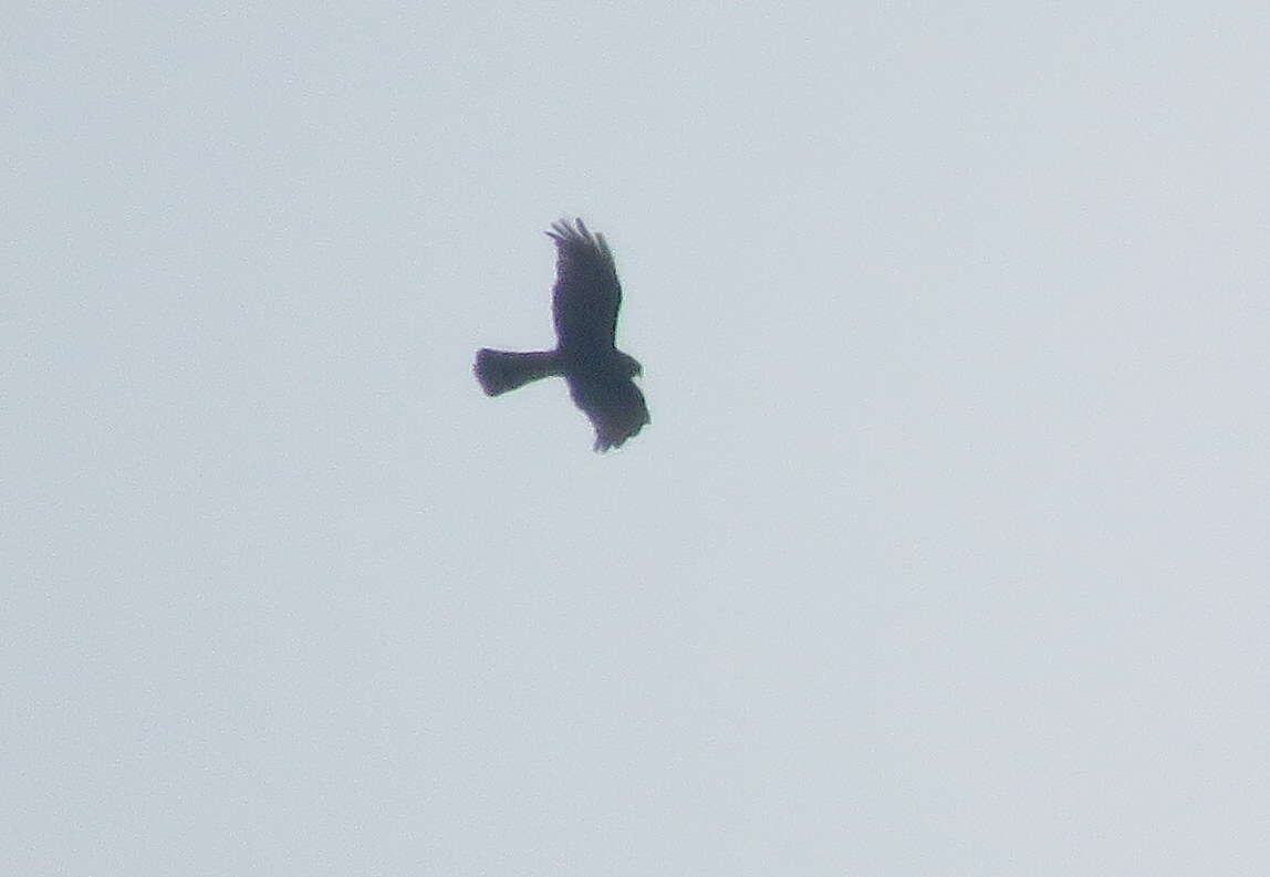 Image of Long-winged Harrier